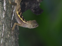 Diploderma swinhonis