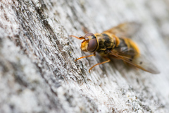 Ferdinandea ruficornis