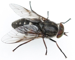 Hybomitra bimaculata