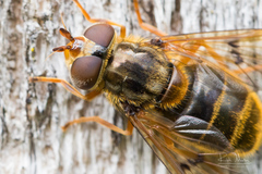 Ferdinandea ruficornis