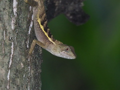 Diploderma swinhonis