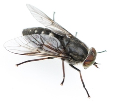 Hybomitra bimaculata