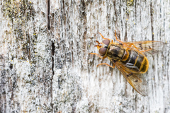 Ferdinandea ruficornis