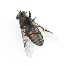 Hybomitra bimaculata