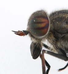 Hybomitra bimaculata