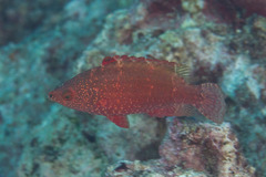 Cheilinus oxycephalus