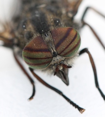 Hybomitra bimaculata