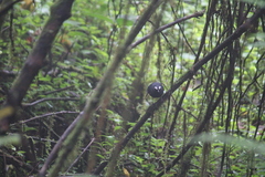 Brachypteryx cruralis