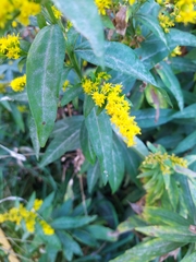 Solidago gigantea