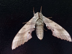 Smerinthinae