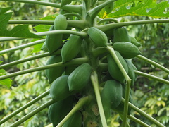 Carica papaya