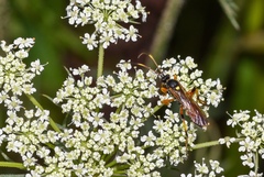 Exephanes fulvescens