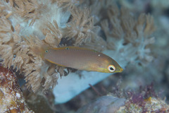 Halichoeres solorensis