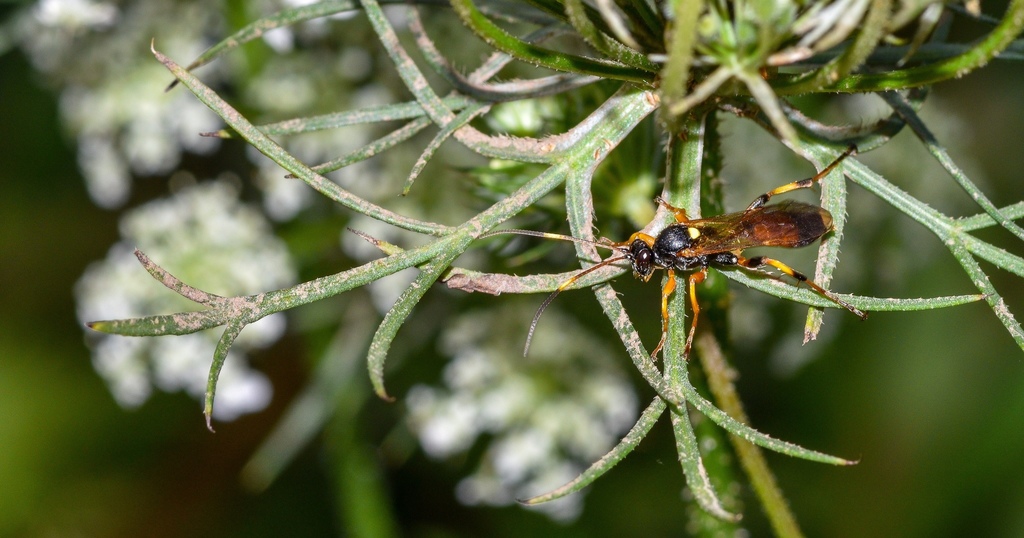 Exephanes fulvescens