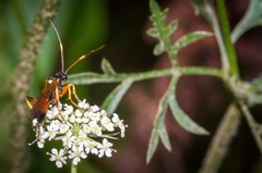 Exephanes fulvescens