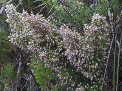 Erica ecklonii