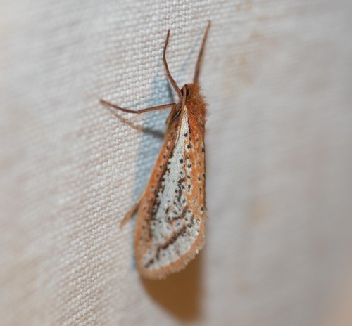 How to identify Fraus nanus (Herrich-Schäffer)