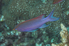 Mirolabrichthys tuka