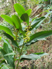 Alpinia zerumbet