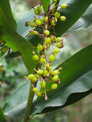 Alpinia zerumbet