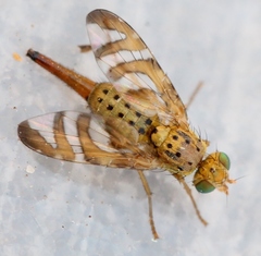 Chaetorellia jaceae