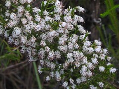 Erica ecklonii
