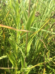 Silene regia