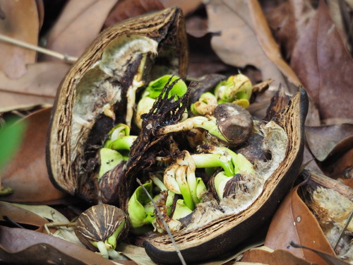 Pachira glabra