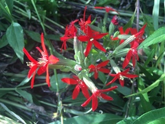 Silene regia