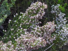 Erica ecklonii