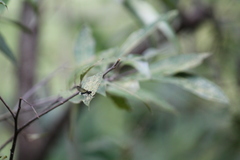 Aristocypha fenestrella