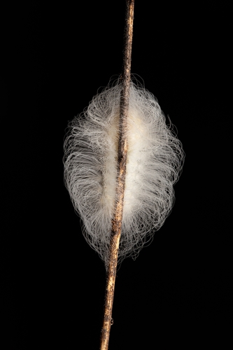Black-waved Flannel Moth photo 5