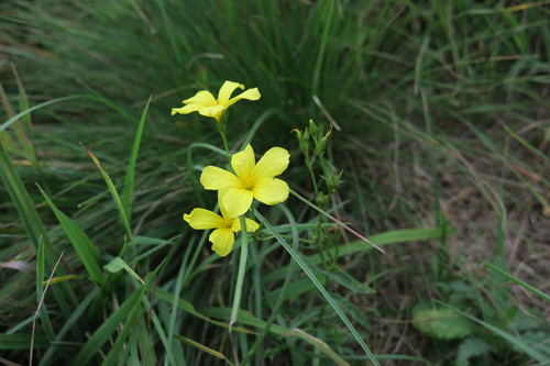 Linum flavum (Linum flavum)