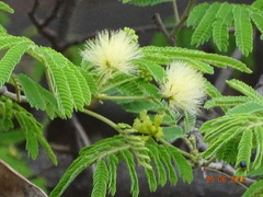 Albizia amara