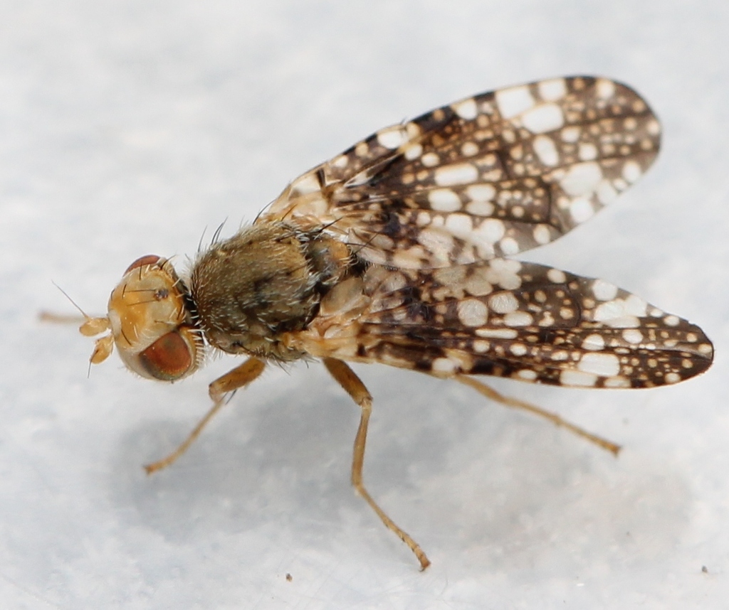 Clouded Wormwood Fly