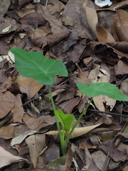Alocasia odora