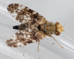 Oxyna parietina