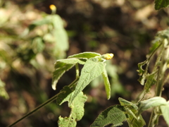 Abutilon oxycarpum