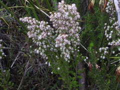 Erica ecklonii