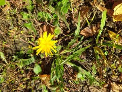 Scorzoneroides autumnalis