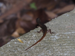 Sphenomorphus indicus