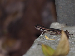 Sphenomorphus indicus