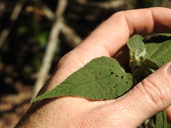 Abutilon oxycarpum