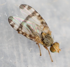 Sphenella marginata