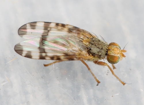 Ragwort Fly, photo 2 of 10