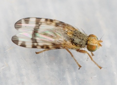 Sphenella marginata