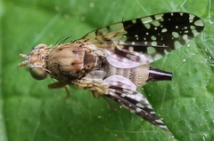 Tephritis conura