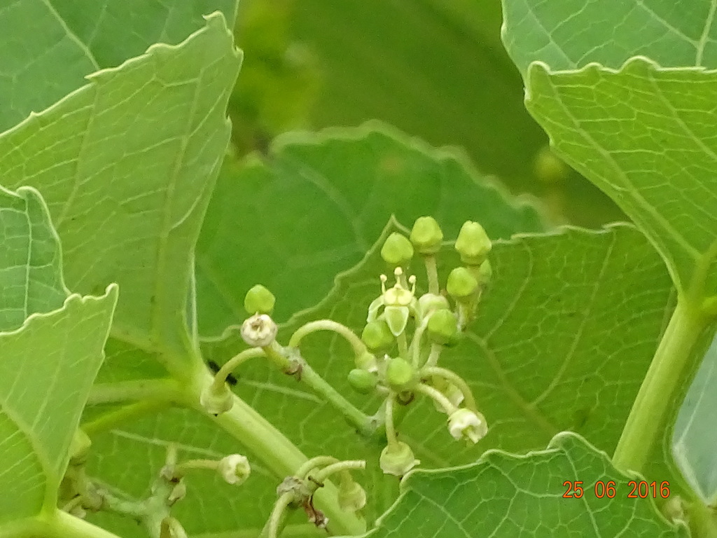 Cissus woodrowii