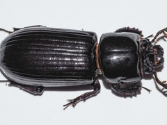 Aulacocyclus edentulus