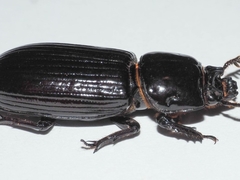Aulacocyclus edentulus